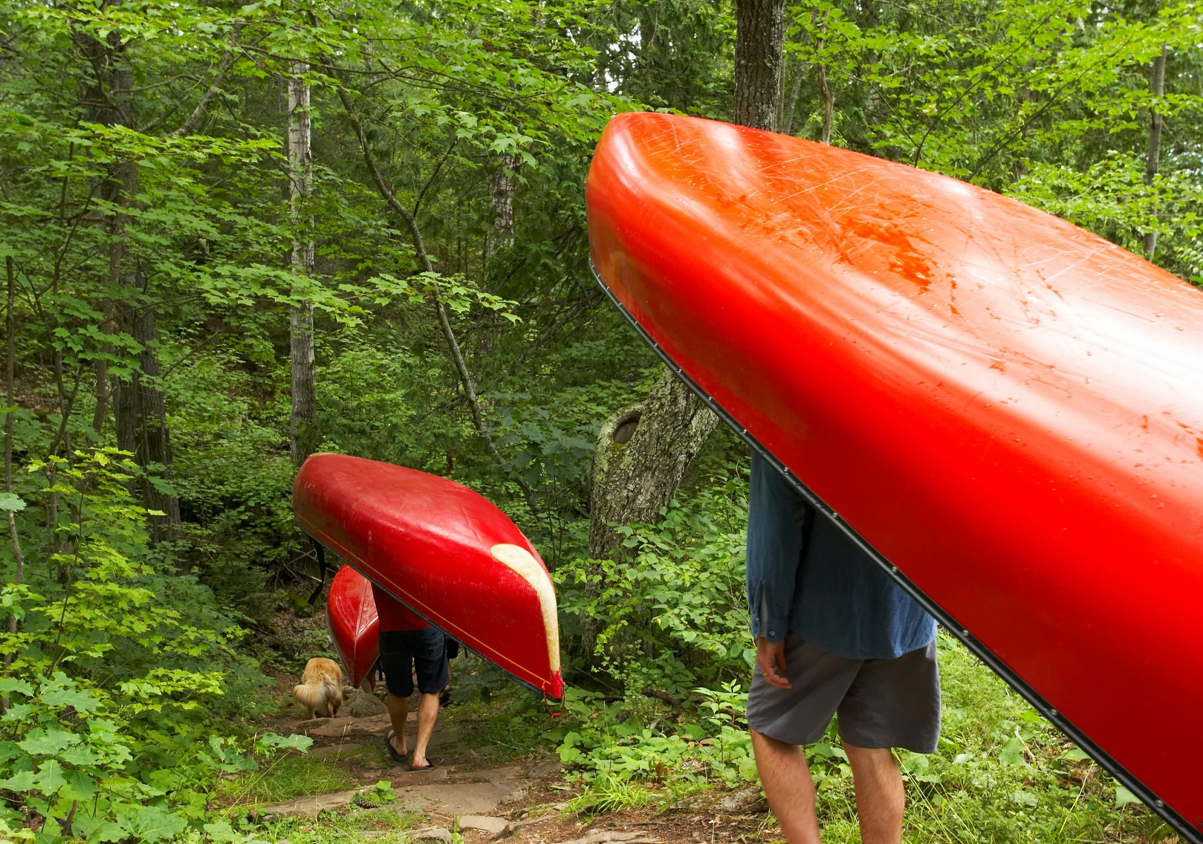 Two people carrying red canoes over their heads along a wooded portage trail